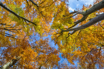 Forêt de Compiègne