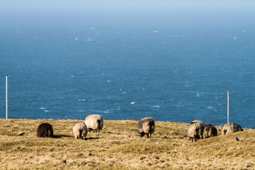Obraz premium Sheeps at Heligoland