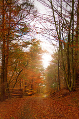 Wald im Herbst mit Laub auf dem Waldboden