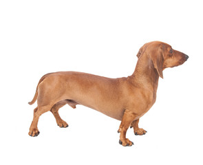 Dachshund Dog isolated over white background