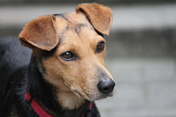 brauner Hund mit braunen Augen