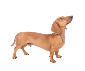 Dachshund Dog isolated over white background