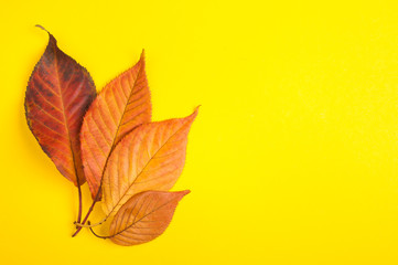 Top view of red and yellow leaves