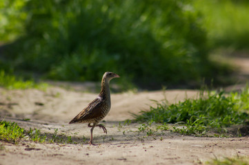 Corncrake (Crex crex) on the track in field