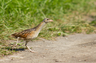 Corncrake (Crex crex) on the track in field