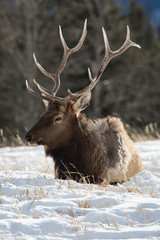 An elk which giant antlers lying on the grass in Banff