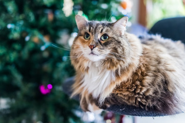 Calico tabby maine coon cat sitting by Christmas tree