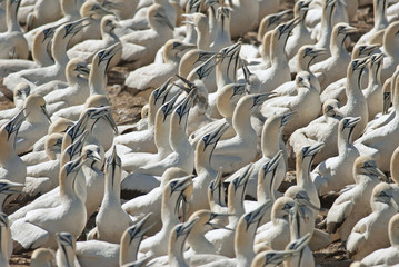 Obraz premium Cape Gannets, Morus capensis, Bird Island Nature Reserve, Lambert's Bay, South Africa, big flock of birds