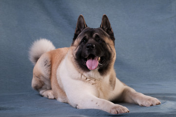 American akita dog portrait