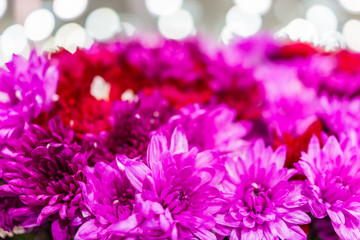 Fototapeta na wymiar Pink red and purple chrysanthemum background flowers