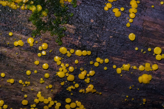 Very small fungus yellow fairy cups or lemon discos, Bisporella citrina, on old wet wood macro texture, selective focus