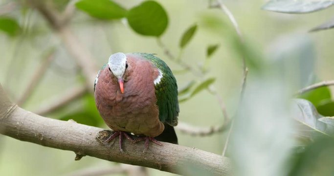 Pink neck green pigeon