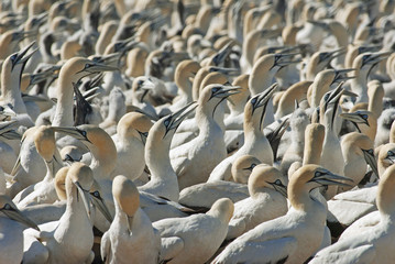 Cape Gannets, Morus capensis, Bird Island Nature Reserve, Lambert's Bay, South Africa, big flock of birds