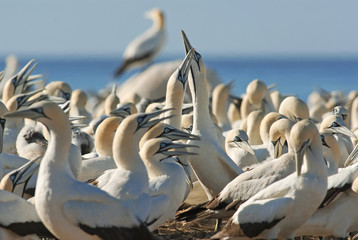 Cape Gannets, Morus capensis, Bird Island Nature Reserve, Lambert's Bay, South Africa, big flock of...
