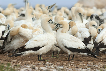 Cape Gannets, Morus capensis, Bird Island Nature Reserve, Lambert's Bay, South Africa, big flock of birds