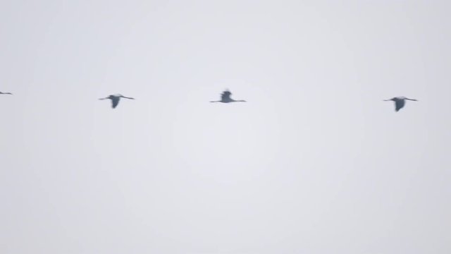 Common Cranes or Eurasian Cranes (Grus Grus) birds flying in mid air