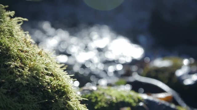 Spring river flowing between the mossy rocks, slow motion close up.