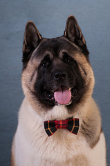 American akita dog portrait