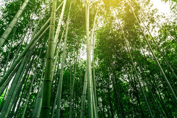 Green bamboo forest in Japan