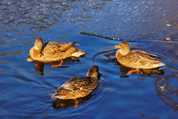 Ducks swim in blue water one after another