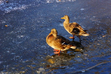 two ducks on ice