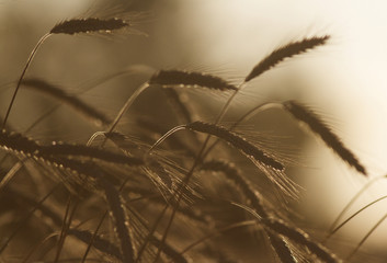 rye in the evening sunlight