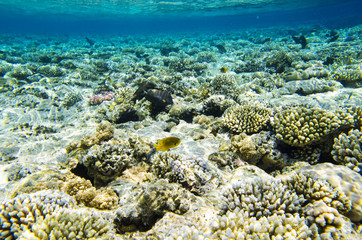 Naklejka na ściany i meble Landscape of a coral reef with fish