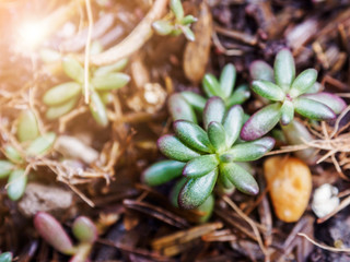 Sedum rubrotinctum.