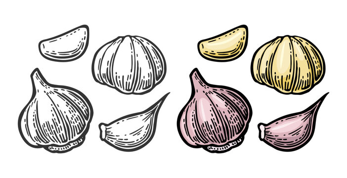 Garlic with slices isolated on white background. Vector vintage engraving Illustration for menu, web and label