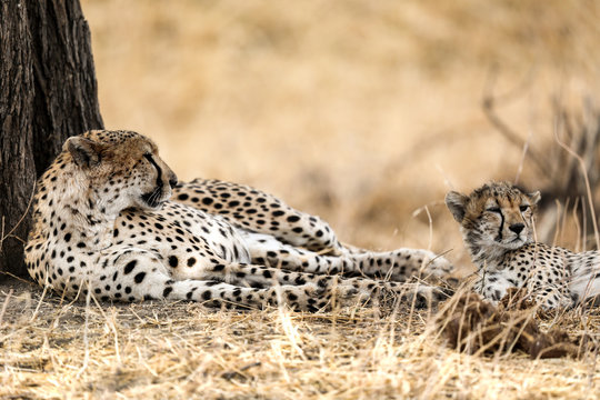 Cheetah