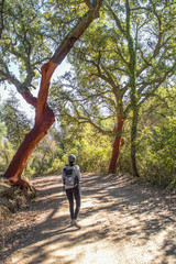 Fototapeta premium Senderista entre alcornoques /Hiker among cork trees. Sierra Norte de Sevilla