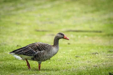 Naklejka na ściany i meble Goose walking on green grass in the spring