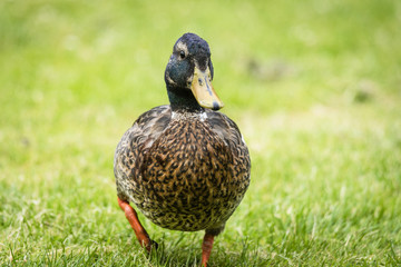 Male and female duck on a fallen tree