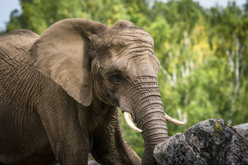Naklejka premium Elephant playing with a rock