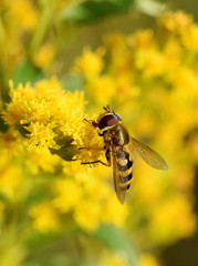 The hoverfly Helophilus pendulus on a yellow flower
