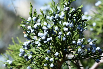 Blue juniper berries on a branch