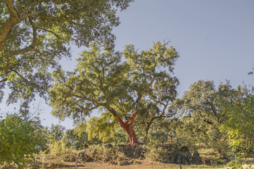 Alcornoque / Cork oak. Cazalla de la Sierra. Sierra Norte de Sevilla