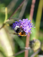 The hoverfly Volucella bombylans mimicry bumblebee on purple flower