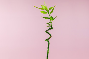 Bamboo plant on a pink background Ornaments. minimal concept idea