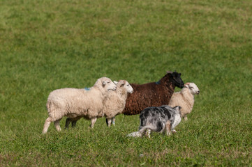 Obraz na płótnie Canvas Herding Dog Walks Up on Line Sheep (Ovis aries)