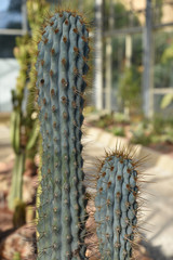 Browningia hertlingina du Pérou