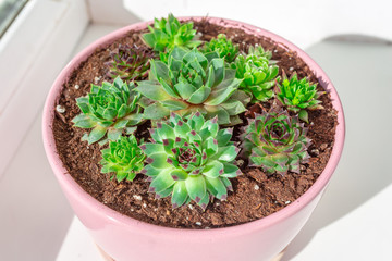 A single succulent plant potted