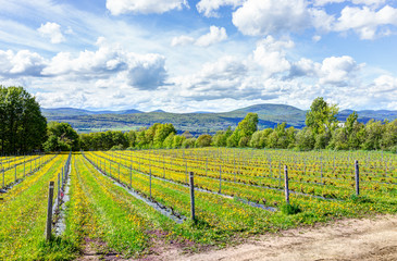 Fototapeta na wymiar Vineyard rows during summer in Ile D'Orleans, Quebec, Canada with view of Saint Lawrence River