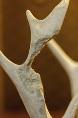 Rodent Damage on Deer Antler