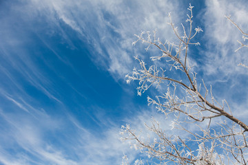Winter Christmas background of snowy tree branches on blue sky with free place for text.