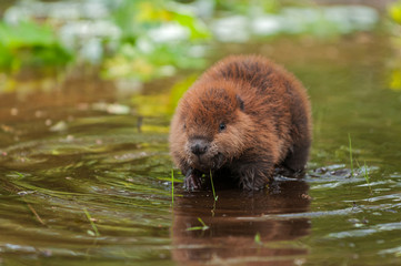 North American Beaver (Castor canadensis) Kit Stands in Water © hkuchera