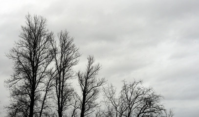 Poplar trees without leaves.
