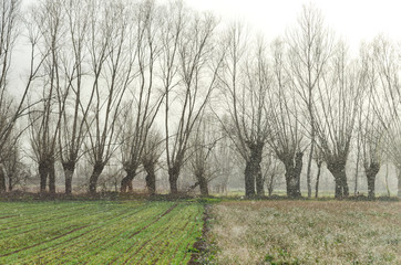 Quando scende la neve