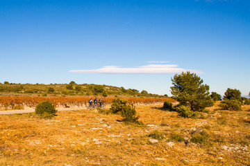 Obraz premium Grape planting in autumn. People make an active walk on bicycles through the grape fields.