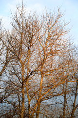 Poplar tree without leaves.